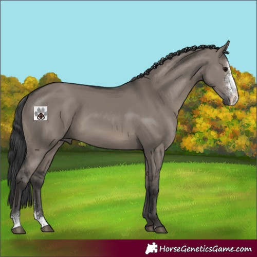 Horse Color:Grullo Sabino 