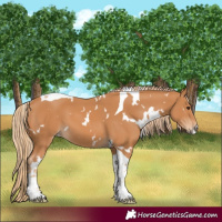 Horse Color:White Spotted Chestnut Tobiano 