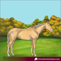 Horse Color:Gold Cream Champagne 