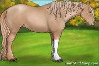 Horse Color:Chestnut Pearl