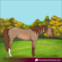 Horse Color:Red Dun 