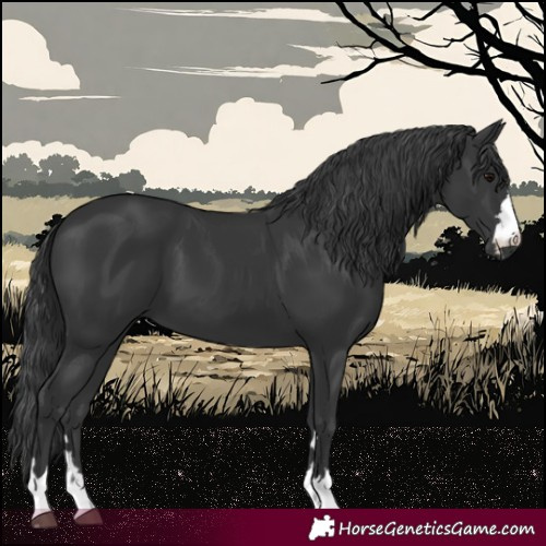 Horse Color:Black 