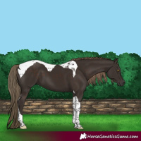 Horse Color:Liver Chestnut Tobiano 