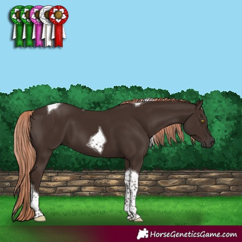 Horse Color:Liver Chestnut Tobiano 