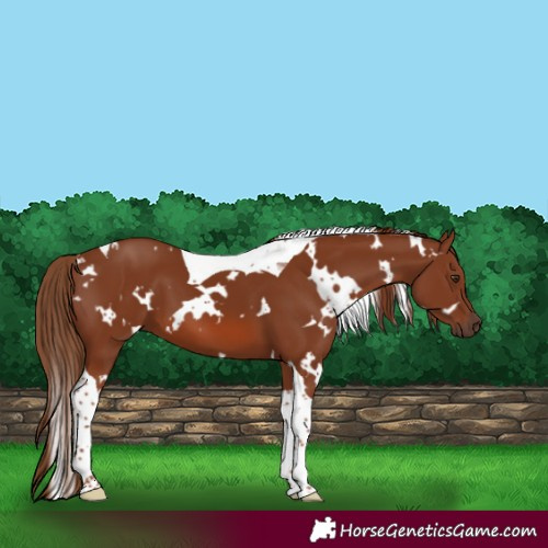 Horse Color:White Spotted Chestnut Tobiano