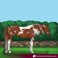 Horse Color:White Spotted Chestnut Tobiano 