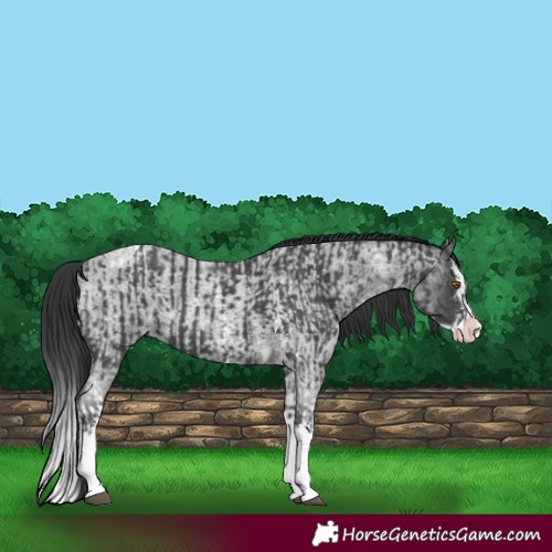 Horse Color:Black Sabino Splash Tobiano  and Blue Roan Sabino Splash Rabicano 