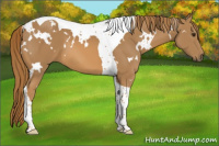Horse Color:White Spotted Chestnut Tobiano