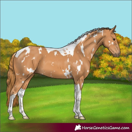 Horse Color:White Spotted Chestnut Tobiano 