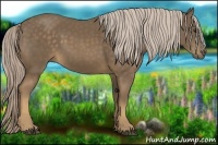 Horse Color:Chocolate Palomino 