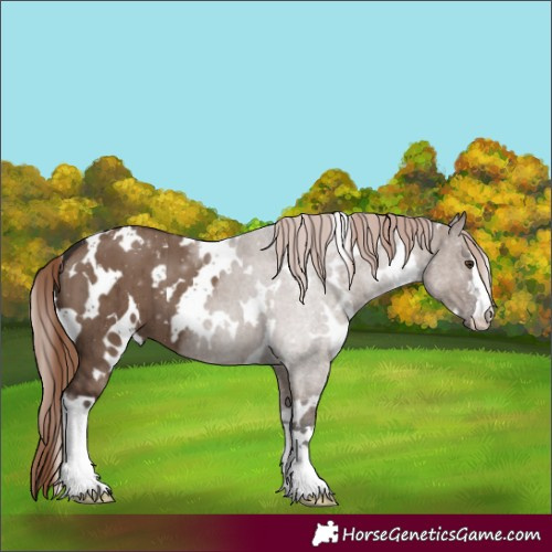 Horse Color:White Spotted Liver Red Dun Brindle 