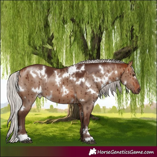 Horse Color:White Spotted Silver Bay Dun Brindle