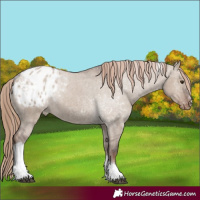 Horse Color:Liver Red Dun Tobiano Appaloosa 