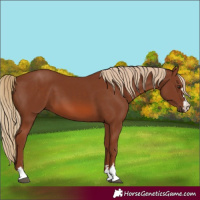 Horse Color:Chestnut 