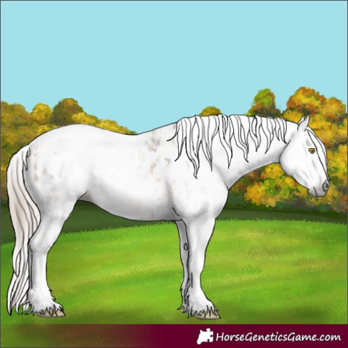 Horse Color:Gray Amber Champagne Sabino Tobiano Near Leopard and Gray Gold Champagne Sabino Tobiano Near Leopard