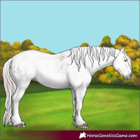 Horse Color:Gray Amber Champagne Sabino Tobiano Appaloosa  and Gray Gold Champagne Sabino Tobiano Appaloosa 