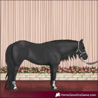 Horse Color:Black and Black