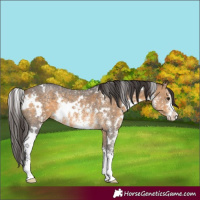 Horse Color:White Spotted Buckskin Sabino 