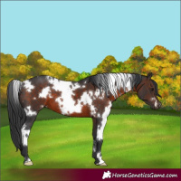 Horse Color:White Spotted Brown 