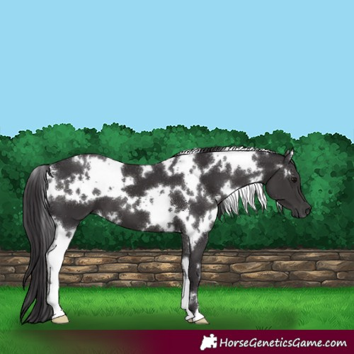 Horse Color:White Spotted Smoky Black 