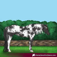 Horse Color:White Spotted Smoky Black