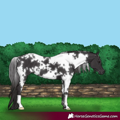 Horse Color:White Spotted Smoky Black