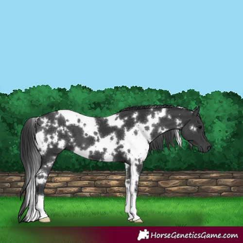 Horse Color:White Spotted Black 