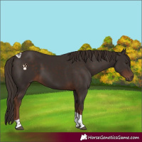 Horse Color:Liver Chestnut Tobiano 