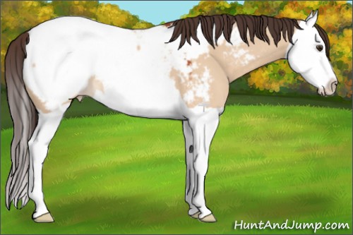 Horse Color:Bay Dun Splash Near Fewspot 
