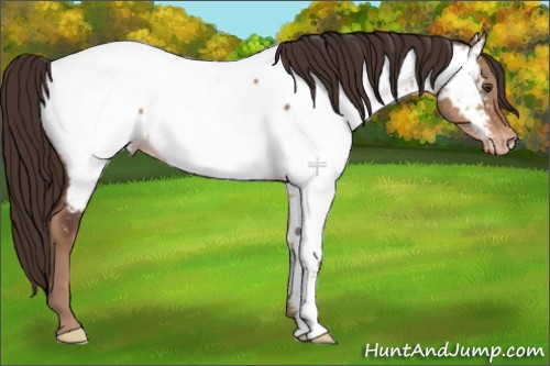 Horse Color:Liver Red Dun Appaloosa 