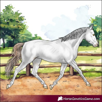 Horse Color:Gold Champagne Snowcap 