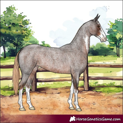 Horse Color:Liver Red Roan Sabino
