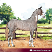 Horse Color:Liver Red Roan Sabino 