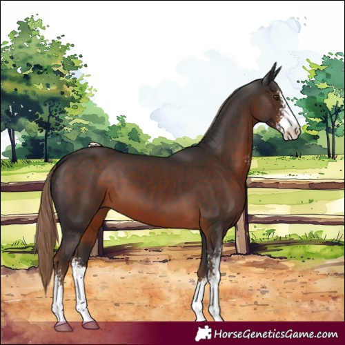 Horse Color:Liver Chestnut Sabino 