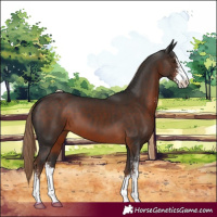 Horse Color:Liver Chestnut Sabino 