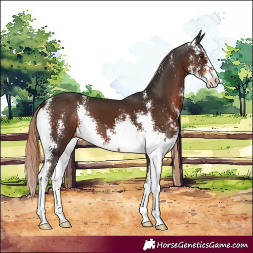 Horse Color:Liver Chestnut Sabino