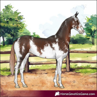 Horse Color:Liver Chestnut Sabino 