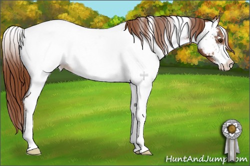 Horse Color:White Spotted Chestnut Sabino Appaloosa 