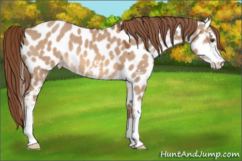Horse Color:Red Dun Sabino Appaloosa 