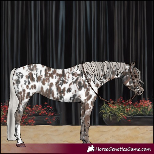 Horse Color:Black Appaloosa  and Silver Black Appaloosa 