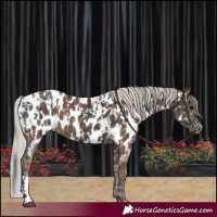 Horse Color:Black Appaloosa  and Silver Black Appaloosa 
