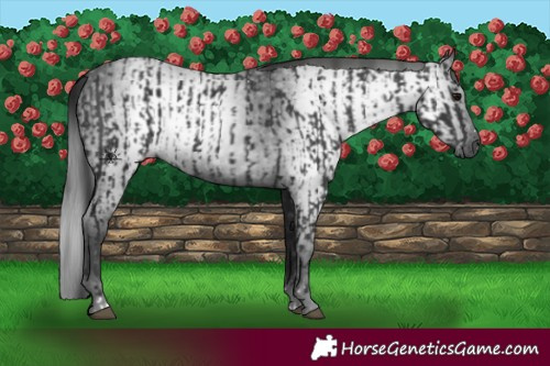 Horse Color:Black and Gray Black