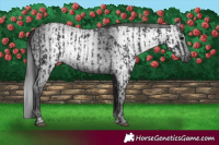 Horse Color:Black  and Gray Black 