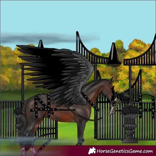 Horse Color:Black  and Brown 