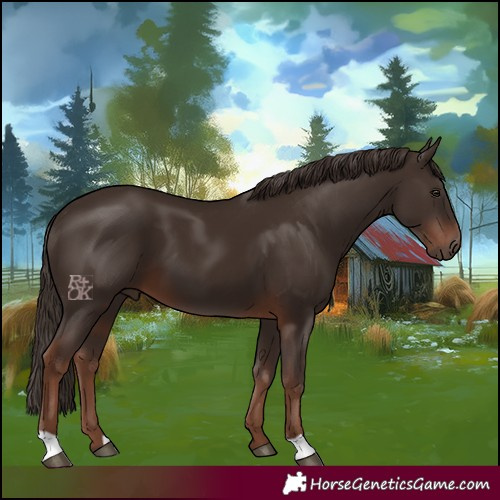Horse Color:Liver Chestnut 