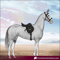 Horse Color:Black Splash Appaloosa 