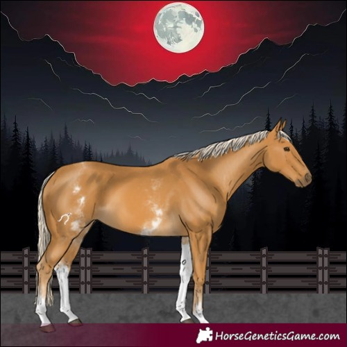 Horse Color:White Spotted Palomino