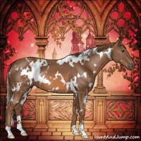 Horse Color:White Spotted Chestnut 