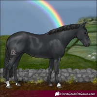 Horse Color:Black 