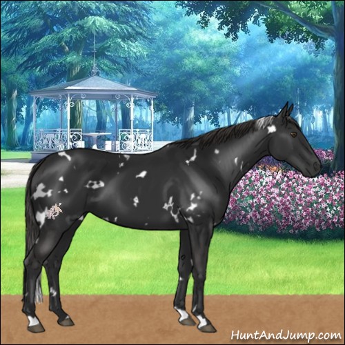 Horse Color:White Spotted Liver Chestnut 